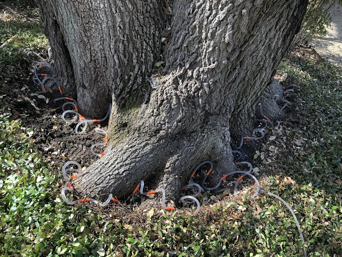Detailed Tree Cabling and Bracing job site in Indian Wells