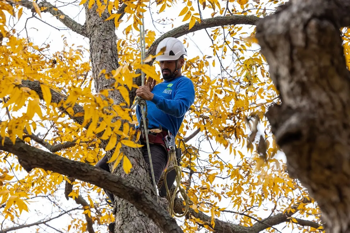 Skilled Tree Planing crew working in Indian Wells